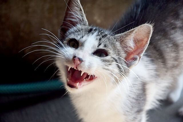 ネコの歯の本数は？「動物の歯の数を知ろう」その６ | ねこと学ぶ雑学